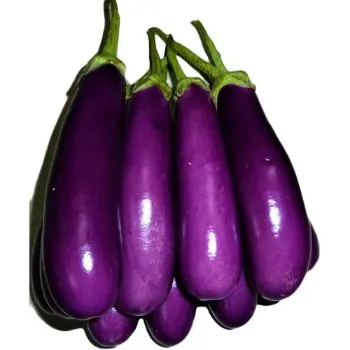 Brinjal (25)-3071405-67375.webp